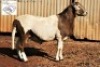 1X MEATMASTER RAM B3 Genetics (PTY) Ltd