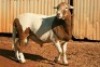 1X MEATMASTER RAM B3 Genetics (PTY) Ltd - 2