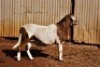 1X MEATMASTER RAM B3 Genetics (PTY) Ltd - 3