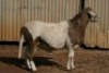 1X MEATMASTER RAM B3 Genetics (PTY) Ltd - 5