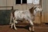 1X MEATMASTER RAM B3 Genetics (PTY) Ltd - 3