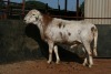 1X MEATMASTER RAM B3 Genetics (PTY) Ltd - 4