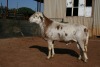 1X MEATMASTER RAM B3 Genetics (PTY) Ltd - 5