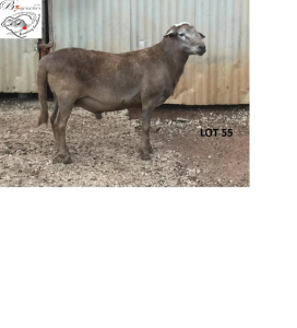 1X MEATMASTER RAM B3 Genetics (PTY) Ltd (x Money)