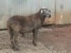1X MEATMASTER RAM B3 Genetics (PTY) Ltd (x Money) - 2
