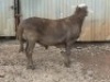 1X MEATMASTER RAM B3 Genetics (PTY) Ltd (x Money) - 3