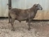 1X MEATMASTER RAM B3 Genetics (PTY) Ltd (x Money) - 4
