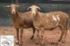 2X MEATMASTER B3 Genetics (PTY) Ltd (x Money) (x Money) - 2