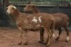 2X MEATMASTER B3 Genetics (PTY) Ltd (x Money) (x Money) - 3