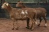 2X MEATMASTER B3 Genetics (PTY) Ltd (x Money) (x Money) - 4