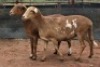 2X MEATMASTER B3 Genetics (PTY) Ltd (x Money) (x Money) - 5