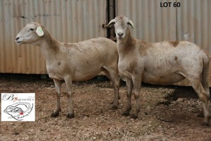 2X MEATMASTER OOI/EWE B3 Genetics (PTY) Ltd (x Money) (x Money)