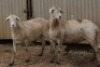 2X MEATMASTER OOI/EWE B3 Genetics (PTY) Ltd (x Money) (x Money) - 2