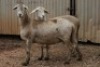 2X MEATMASTER OOI/EWE B3 Genetics (PTY) Ltd (x Money) (x Money) - 3