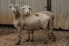 2X MEATMASTER OOI/EWE B3 Genetics (PTY) Ltd (x Money) (x Money) - 4