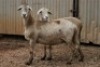 2X MEATMASTER OOI/EWE B3 Genetics (PTY) Ltd (x Money) (x Money) - 5