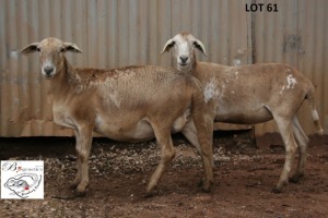 2X MEATMASTER OOI/EWE B3 Genetics (PTY) Ltd (x Money) (x Money)