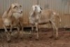 2X MEATMASTER OOI/EWE B3 Genetics (PTY) Ltd (x Money) (x Money) - 2