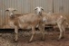 2X MEATMASTER OOI/EWE B3 Genetics (PTY) Ltd (x Money) (x Money) - 3