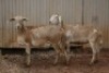 2X MEATMASTER OOI/EWE B3 Genetics (PTY) Ltd (x Money) (x Money) - 4