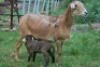 1+1X MEATMASTER OOI/EWE B3 Genetics (PTY) Ltd - 2