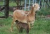 1+1X MEATMASTER OOI/EWE B3 Genetics (PTY) Ltd - 3