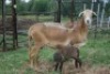 1+1X MEATMASTER OOI/EWE B3 Genetics (PTY) Ltd - 4