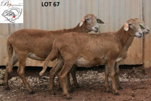 3X MEATMASTER OOI/EWE B3 Genetics (PTY) Ltd (x Money)