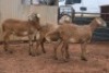 3X MEATMASTER OOI/EWE B3 Genetics (PTY) Ltd (x Money) - 2