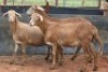 3X MEATMASTER OOI/EWE B3 Genetics (PTY) Ltd (x Money) - 3