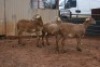 3X MEATMASTER OOI/EWE B3 Genetics (PTY) Ltd (x Money) - 4