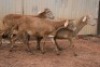 3X MEATMASTER OOI/EWE B3 Genetics (PTY) Ltd (x Money) - 5