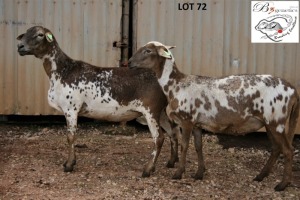 2X MEATMASTER OOI/EWE B3 Genetics (PTY) Ltd (x Money)