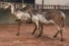 2X MEATMASTER OOI/EWE B3 Genetics (PTY) Ltd (x Money) - 2