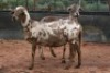 2X MEATMASTER OOI/EWE B3 Genetics (PTY) Ltd (x Money) - 3