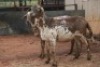2X MEATMASTER OOI/EWE B3 Genetics (PTY) Ltd (x Money) - 4