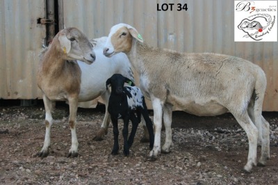 2+1X MEATMASTER OOI/EWE B3 Genetics (PTY) Ltd (x Money)