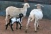 2+1X MEATMASTER OOI/EWE B3 Genetics (PTY) Ltd (x Money) - 2