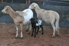 2+1X MEATMASTER OOI/EWE B3 Genetics (PTY) Ltd (x Money) - 3