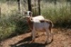 2X MEATMASTER OOI/EWE Thaba Meatmasters (x Money) - 4
