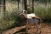 2X MEATMASTER OOI/EWE Thaba Meatmasters (x Money) - 5