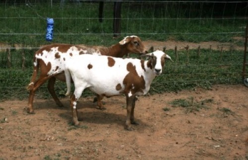 2X MEATMASTER OOI/EWE J-Afrika Meatmasters (x Money)