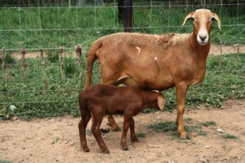 1X MEATMASTER OOI/EWE J-Afrika Meatmasters