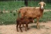 1X MEATMASTER OOI/EWE J-Afrika Meatmasters