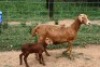 1X MEATMASTER OOI/EWE J-Afrika Meatmasters - 2