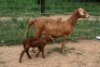 1X MEATMASTER OOI/EWE J-Afrika Meatmasters - 3