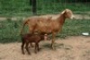 1X MEATMASTER OOI/EWE J-Afrika Meatmasters - 4