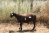 1X MEATMASTER OOI/EWE Thaba Meatmasters - 3