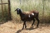 1X MEATMASTER OOI/EWE Thaba Meatmasters - 4