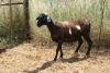 1X MEATMASTER OOI/EWE Thaba Meatmasters - 5